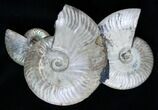 Large Decorative Ammonite Display - Iredescent #2052-1